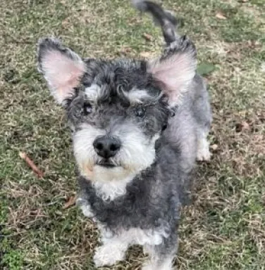 Pluto the poodle mix poodle mix looking at camera