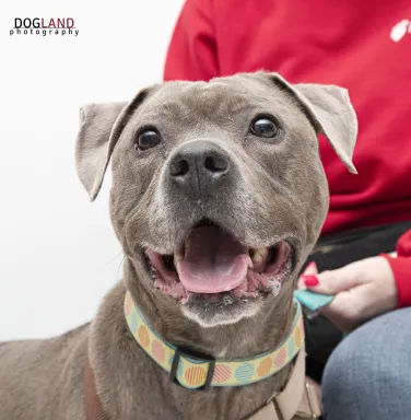 grey pitbull smiling