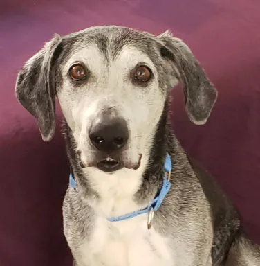 black and white lab mix