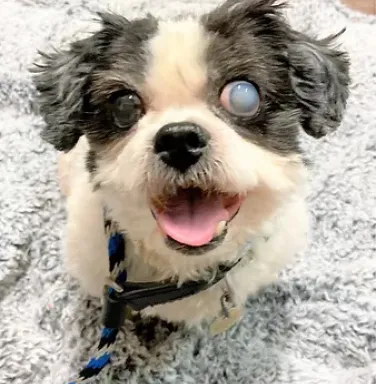 Princess 2 smiling shih tzu with cloudy eye smiling