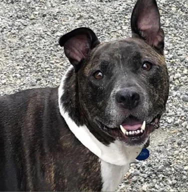 Pit bull terrier mix Queen Pit bull terrier mix Queen