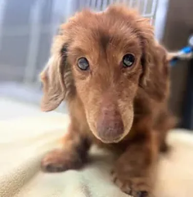 Ralphie the dachshund mix fuzzy brown dachshund mix