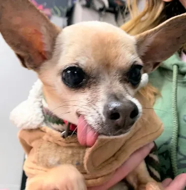 Rambo the tan chihuahua tan chihuahua