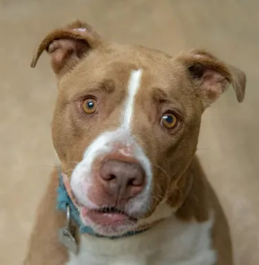 Red the brown and white terrier mix brown and white pit bull dog