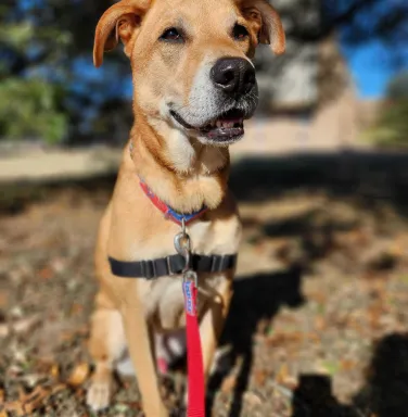 White dog named tara with new owner