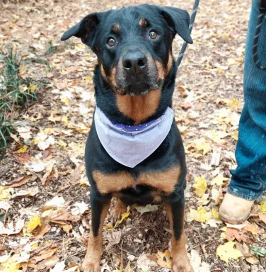 Reesie the rottweiler rottweiler