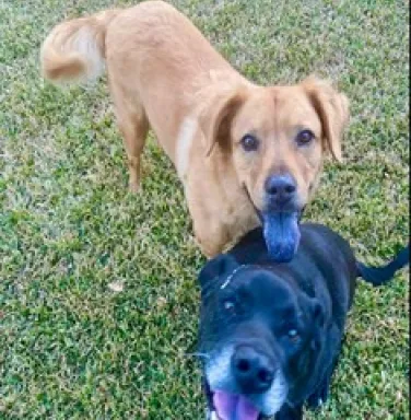 Rex and Renny with tongues out Rex and Renny with tongues out