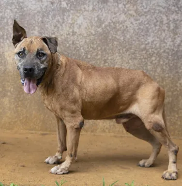 Brown hound / shepherd mix Rolo Brown hound / shepherd mix Rolo
