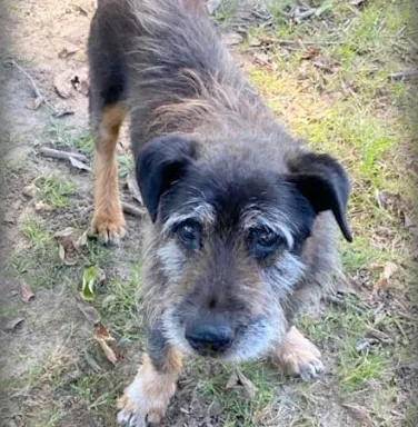 Roscoe the hound mix Roscoe the hound mix