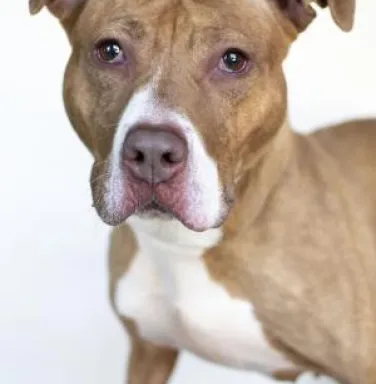 Rosie the pit bull mix Rosie the pit bull mix
