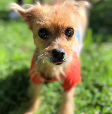 Roxie the yorkie small yorkie terrier