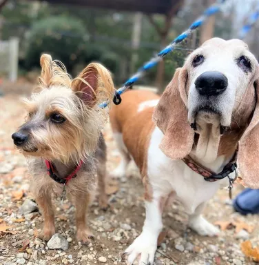 Sophia and Rudy yorkie and basset hound