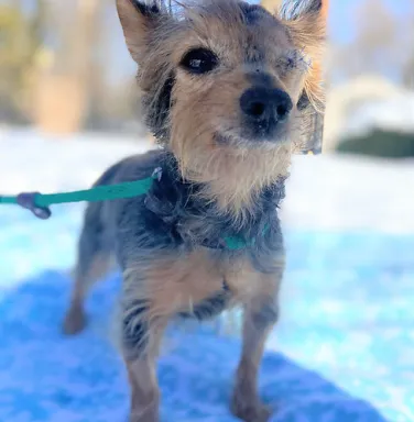Rugby the yorkie small yorkie