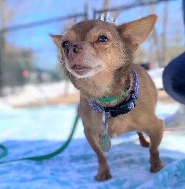 Rusty the chihuahua small brown chihuahua