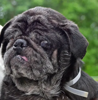 Black pug Samson Black pug Samson