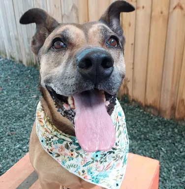 pit bull mix smiling
