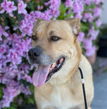 Golden Retriever mix Scooby in front of purple flowers Golden Retriever mix Scooby in front of purple flowers