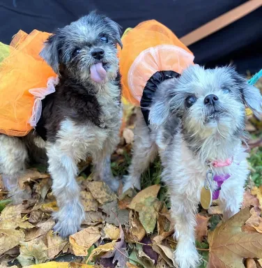 Selma and Patricia in tutus small dogs in orange tutus