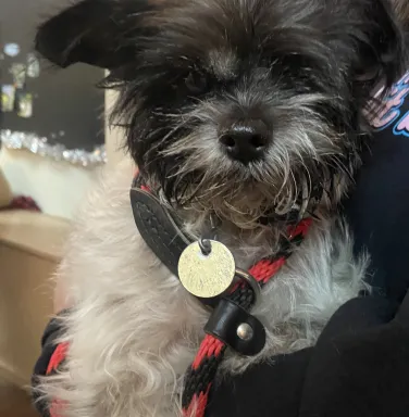 Sir Sparklepuff lhaso apso