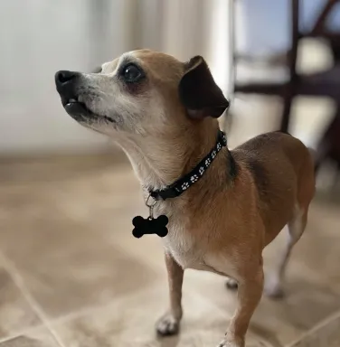 Snaggle small tan dog