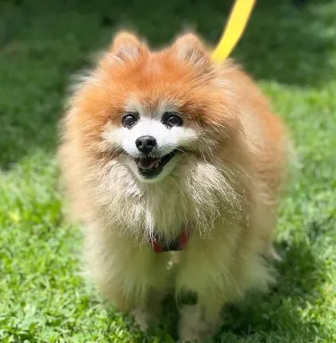 fluffy brown pomeranian in grass