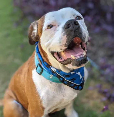 Stanley brown and white pit bull dog