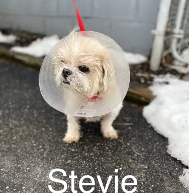 Stevie the Shih Tzu Stevie the Shih Tzu