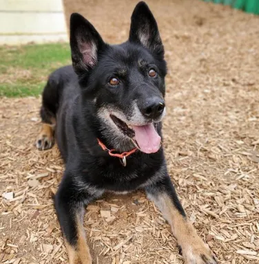 Sumo the black shepherd dog black shepherd dog