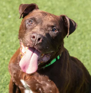 pit bull dog