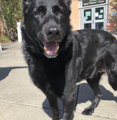 Sweetie the shepherd black shepherd dog