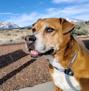 Tippy the brown dog outside brown dog with golden eyes