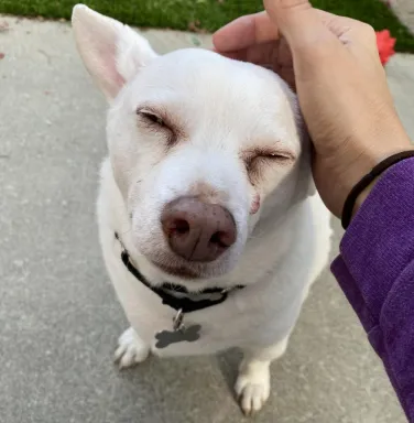 Toby being petted Toby being petted