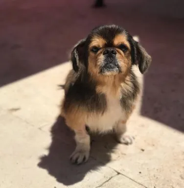 Toby the Pekingese Toby the Pekingese