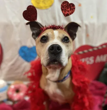 Trina with Valentine's props dog with Valentine's props