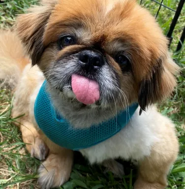 Pekingese Tritten with tongue out Pekingese Tritten with tongue out