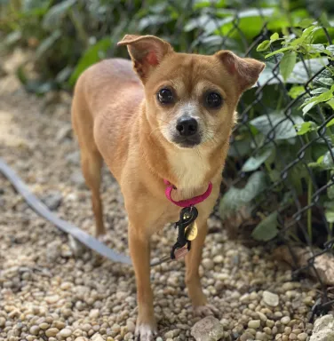 Tuna on pink leash chihuahua dog on pink leash