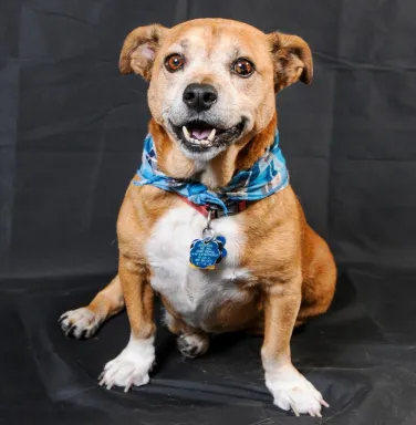 Watson the basset mix chubby basset hound mix