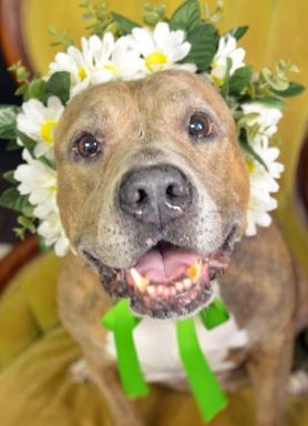 dog with flower lei