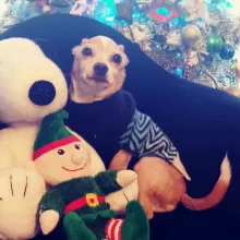 Poncho with stuffed animals chihuahua with stuffed animals