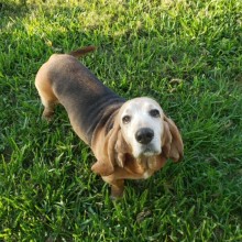 basset hound in grass