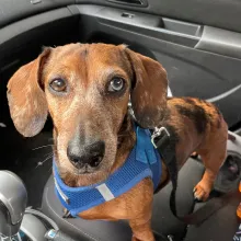 Blu in car brown dachshund in car
