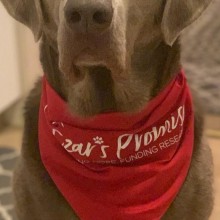 grey dog with red bandana