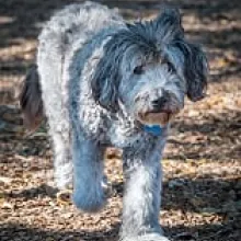 fuzzy white sheep dog