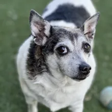Jack portly black and white dog