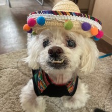 white dog with underbite and sombrero