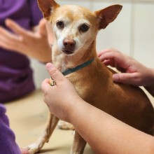 beige chihuahua being examined