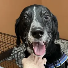 black and white old dog