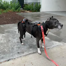 black dog on leash