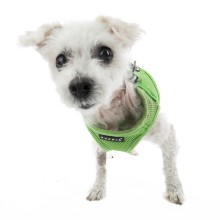 small white dog with green sweater