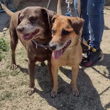 Venus and Serena two brown dogs